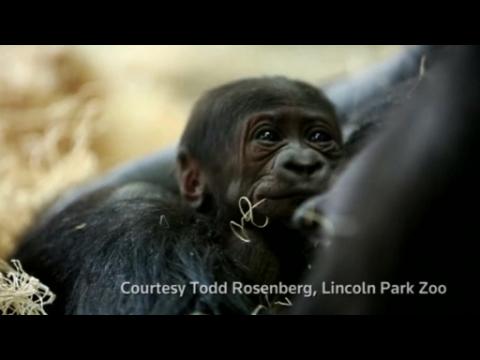 Baby gorilla melts hearts at Chicago zoo