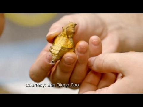 Rare rescued butterflies get new home at San Diego Zoo