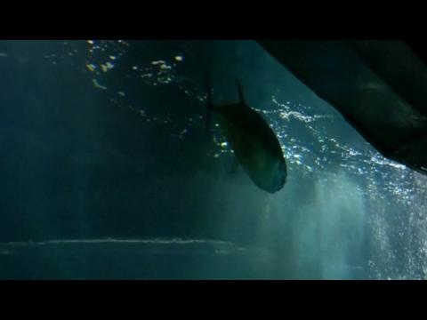 Tokyo aquarium baffled by mass deaths of tuna
