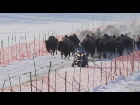 For the first time in over 100 years, the U.S. has wild wood bison