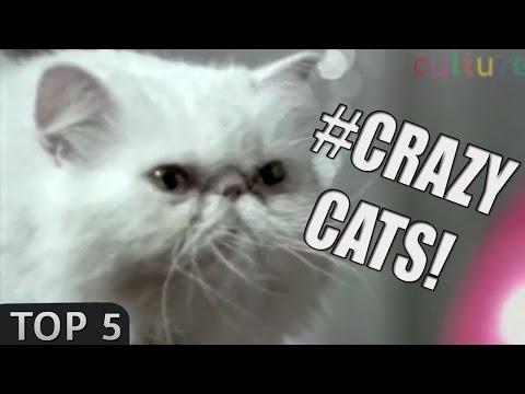 Top 5: Crazy CATS commercials!