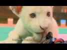 Brazil zoo welcomes rare white lion cub