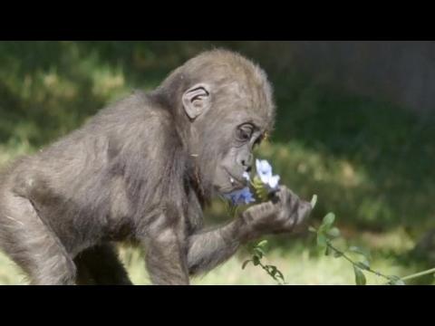 One-year-old gorilla celebrates her birthday with yam cake and floweres