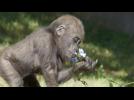 One-year-old gorilla celebrates her birthday with yam cake and floweres
