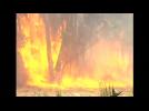 Forest fire rages in Chile