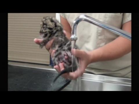 Adorable clouded leopard kitten born in Tampa zoo