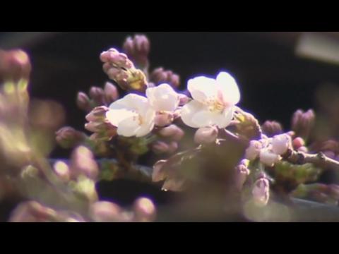 Official cherry blossom season kicks off in Japan