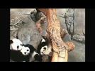 Captive-born panda triplets are eight months old