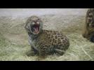 Jaguar cub makes adorable debut in California