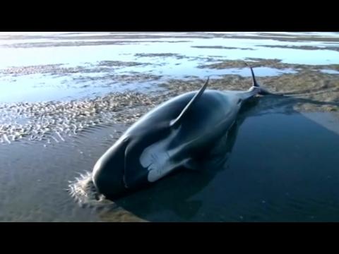 Mass whale stranding in NZ, some 25 dead