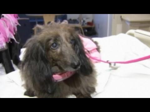 Poochy pals present perfect Valentine's to patients