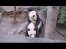 Pandas mate at San Diego Zoo