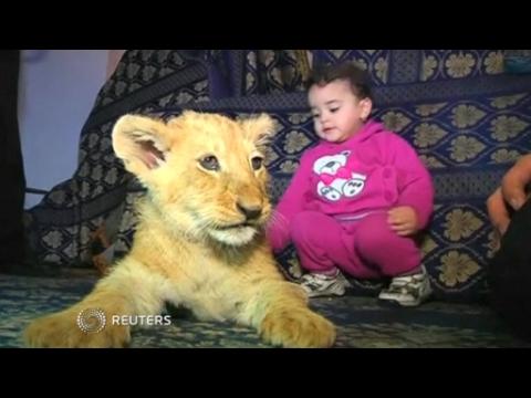 Lion cubs, baby hippo make splash in animal news