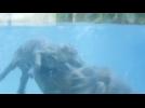 Newborn hippo makes a splash