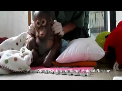 Baby 'pet' orangutan rescued from chicken cage takes first steps
