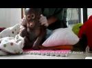 Baby 'pet' orangutan rescued from chicken cage takes first steps