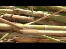 Kenya sugar farming takes sour turn