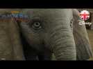 DUMBO | Dumbo Works Alone Clip - Colin Farrell, Eva Green, Danny DeVito | Official Disney UK