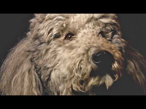 Heart Of A Dog - Bande annonce 1 - VO - (2015)