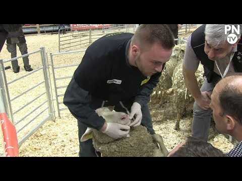 Salon de l'agriculture : deux jeunes Normands aux Ovinpiades