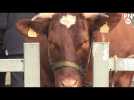 Le foire aux bestiaux de Lillebonne - Label : Paris-Normandie - Category : News