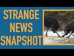 Fighting Moose Caught on Video