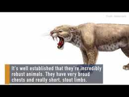 Muscly Kittens: Saber-Toothed Cats Started Out Strong