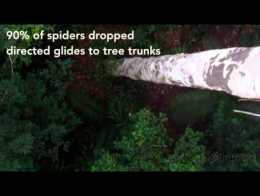 Amazing 'Flying' Spiders Glide to Safety | Video
