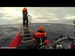 Australian Researchers Use Acoustic Tech To Study Blue Whales | Video