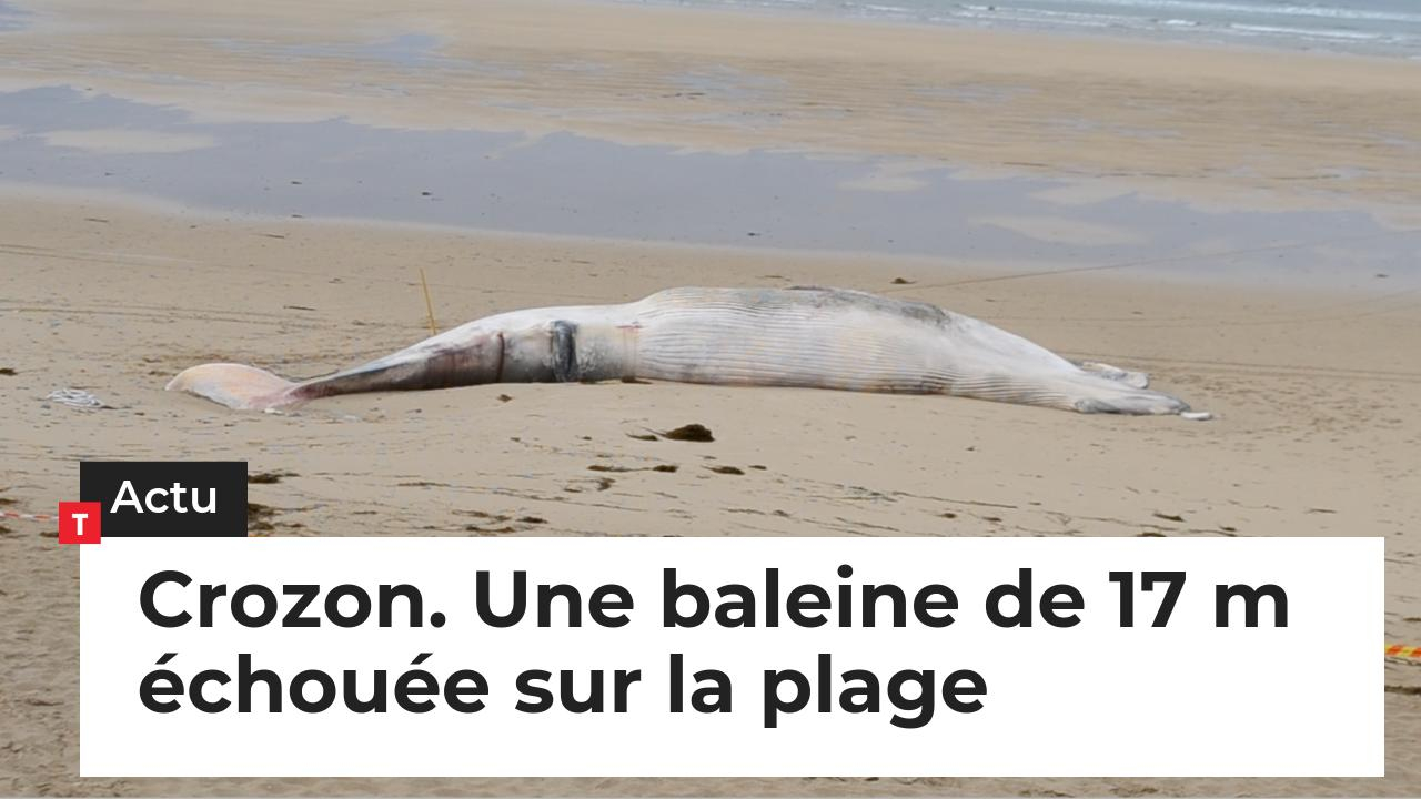 Crozon. Une baleine de 17 m échouée sur la plage (Le Télégramme)