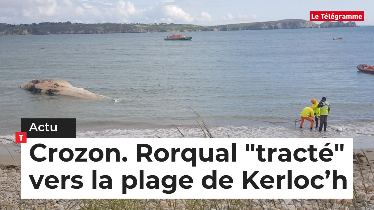 Crozon (29). Rorqual échoué, remorqué vers la plage de Kerloc’h (Le Télégramme)