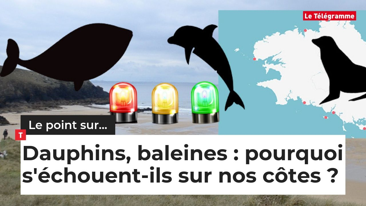 Dauphins, baleines, phoques... Pourquoi s'échouent-ils sur nos côtes ? (Le Télégramme)