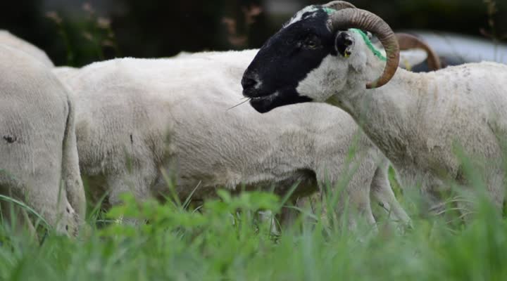 Brest. Des moutons pour tondre les espaces verts (Le Télégramme)