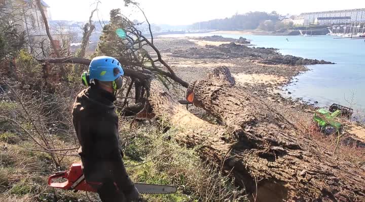 Douarnenez. Un pin de 20 tonnes démonté sur l'île Tristan (Le Télégramme)
