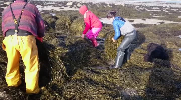 Baie de Morlaix. Des algues de décoration pour les bourriches d'huîtres ! (Le Télégramme)