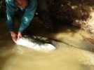 Remise à l'eau d'un silure dans la Saône à Mâcon