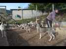 VIDEO - Une Beaujolaise participe à la Grande Odyssée avec ses chiens de...