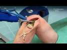 NAVIO Surgical System Animated - Label : Le Progrès - Category : News