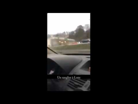 Lons-le-Saunier : un sanglier sème la zizanie en ville
