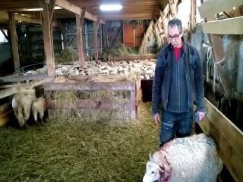 Thézillieu : une trentaine de brebis tuées par des chiens (2)