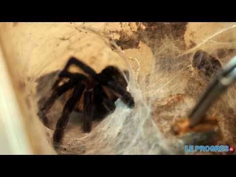 Elever une mygale, mode d’emploi