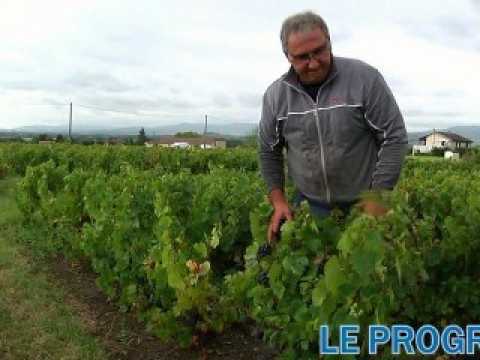 Vendanges en Beaujolais : le cru 2012 inquiète les viticulteurs
