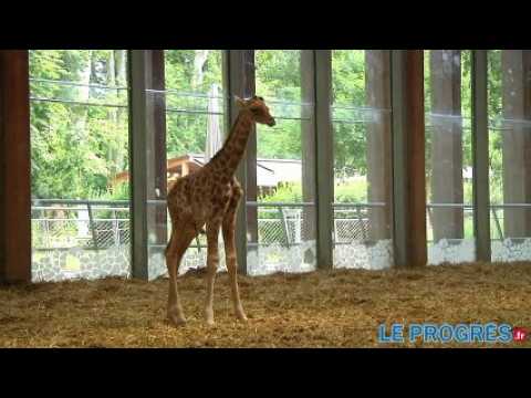 Kissa le girafon, nouvelle pensionnaire du Parc de la Tête d'or à Lyon