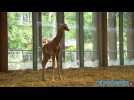 Kissa le girafon, nouvelle pensionnaire du Parc de la Tête d'or à Lyon