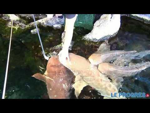 Aquarium de Lyon : le nourrissage des requins, une animation spectaculaire