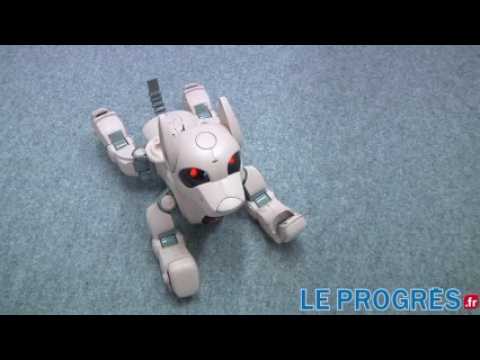 Biennale du design: "Les Androïdes rêvent-ils de cochons électriques?"