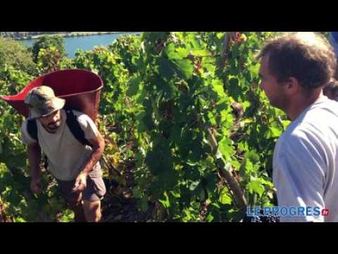 Au coeur des vendanges au Domaine E. Guigal à Ampuis