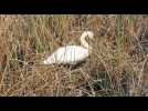 Un cygne film&eacute; en train de faire son nid - Label : Le Progrès - Category : Animaux