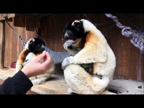 Le zoo de Mulhouse a sa nouvelle star