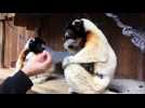 Le zoo de Mulhouse a sa nouvelle star